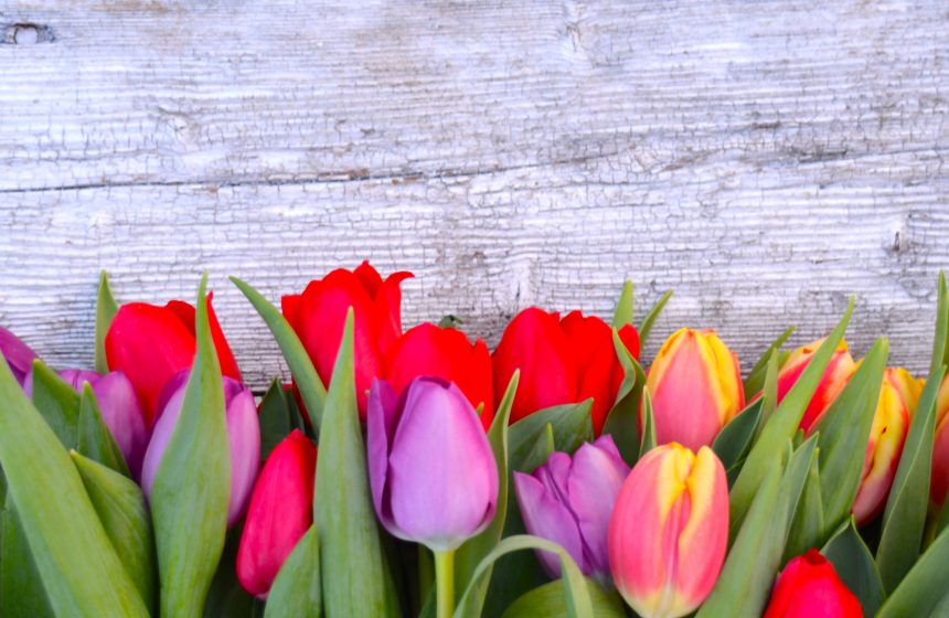 Hintergrund - bunte Tulpen Pfingstbuffet