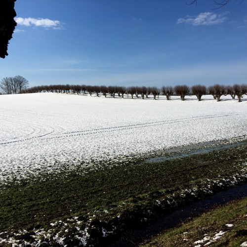 Allee-im-Schnee-2 Eine der schönsten Alleen des Landes